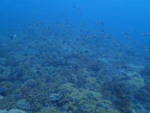 沖縄　ダイビング　近海　体験