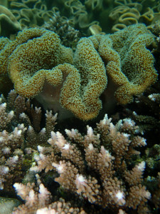 沖縄　ダイビング　サンゴ