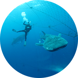 大迫力 世界最大魚類のジンベイザメに会えるファンダイブ ジンベエザメファンダイビング 沖縄慶良間体験ダイビングはアルファダイブ
