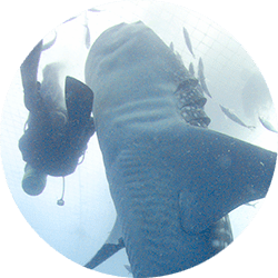 大迫力 世界最大魚類のジンベイザメに会える 体験ダイビング ジンベエザメ体験ダイビング 沖縄慶良間体験ダイビングはアルファダイブ