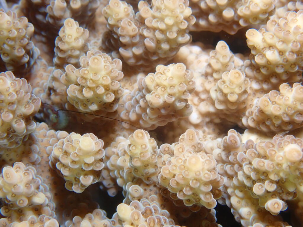 砂辺　珊瑚　産卵　珊瑚の産卵　調査