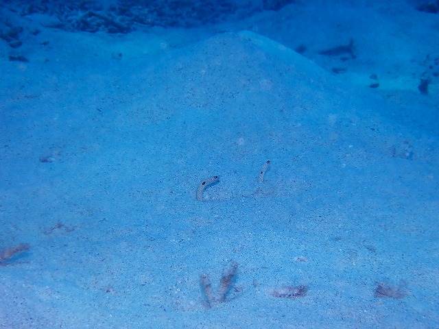 沖縄　ダイビング　慶良間　砂辺ダイビング