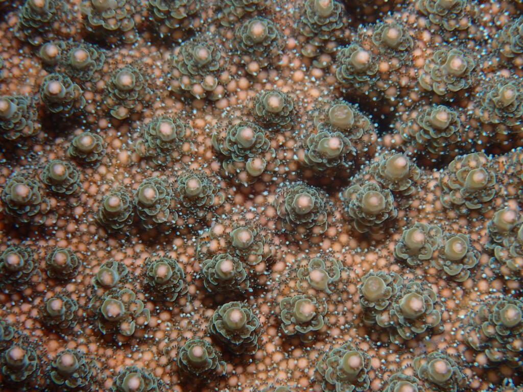 砂辺　珊瑚　産卵　珊瑚の産卵　調査