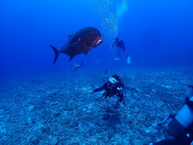 沖縄　ダイビング　慶良間　慶良間ブルー　ウミガメ