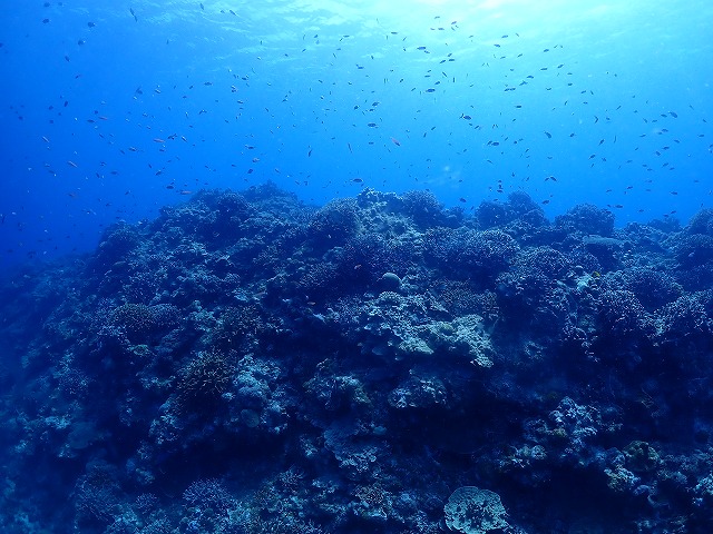 沖縄　ダイビング　慶良間　ウミガメ　慶良間ブルー
