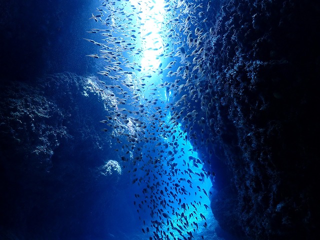沖縄　ダイビング　慶良間　ウミガメ　慶良間ブルー