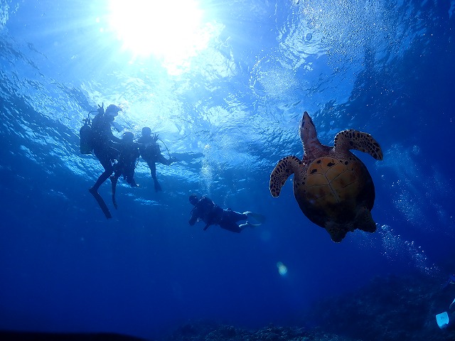 沖縄　ダイビング　慶良間体験ダイビング　ウミガメ　