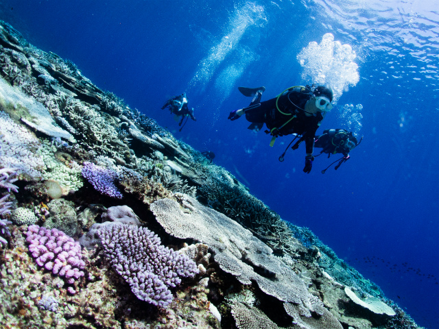ウミガメ　慶良間　体験ダイビング　沖縄　アルファダイブ　珊瑚