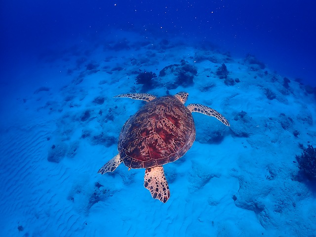 沖縄　ダイビング　慶良間　慶良間ブルー　ウミガメ